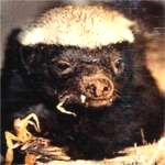 Honey Badger